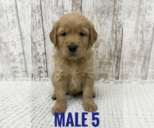 Golden Retriever Puppy for sale in PEEBLES, OH, USA