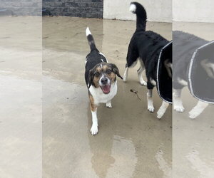 Max - Male Beagle-Unknown Mix Dog for Adoption - Photo #2