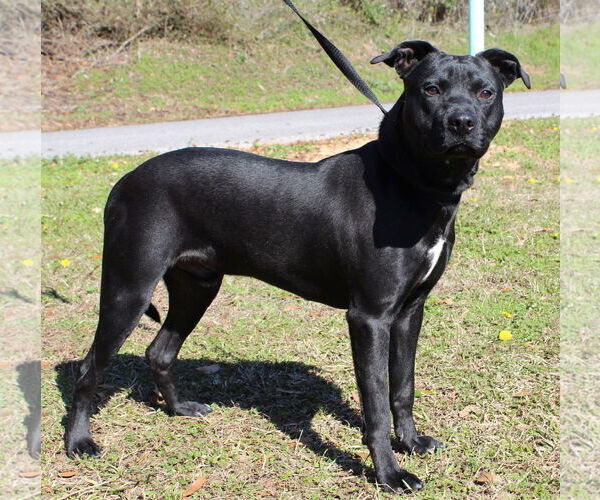 Medium Photo #2 Labrador Retriever-Unknown Mix Puppy For Sale in Prattville, AL, USA