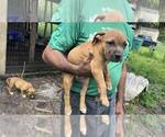 Small Photo #18 American Pit Bull Terrier Puppy For Sale in NAPLES, FL, USA