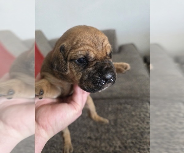 Medium Photo #21 Cane Corso Puppy For Sale in BLANCA, CO, USA