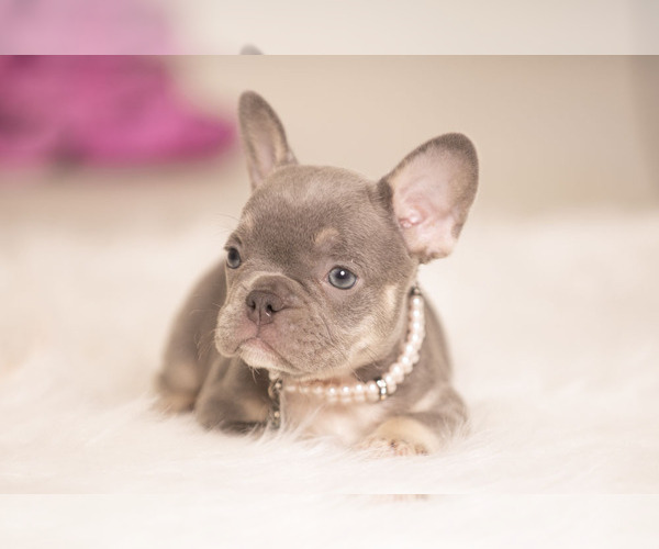 Medium Photo #4 French Bulldog Puppy For Sale in LOX, FL, USA