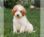 Small Miniature Labradoodle
