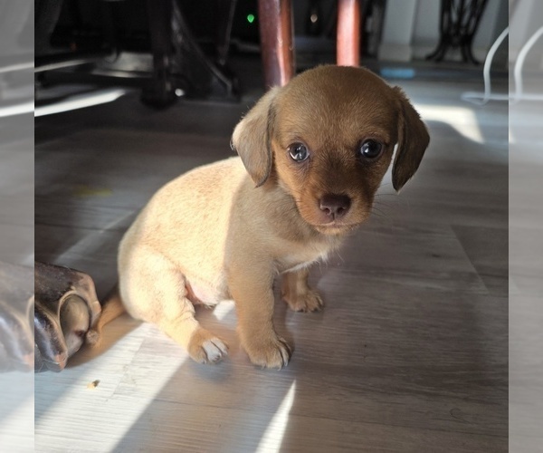 Medium Photo #5 Dachshund-Shorkie Tzu Mix Puppy For Sale in WILMINGTON, NC, USA