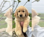 Puppy Brown collar Golden Retriever