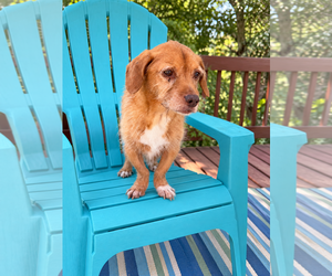 Mercy Jul 26 - Female Mutt Dog for Adoption - Photo #3