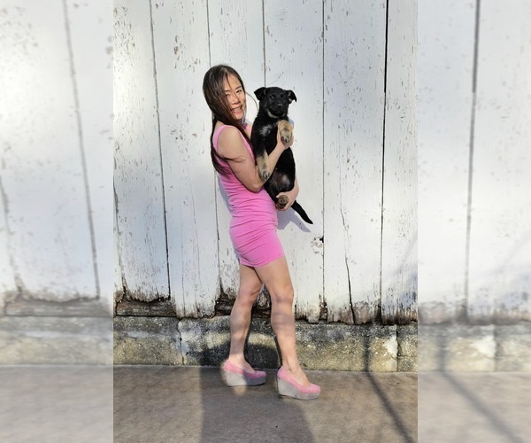 Medium Photo #4 German Shepherd Dog Puppy For Sale in JERSEYVILLE, IL, USA