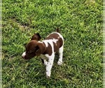 Small #1 Brittany