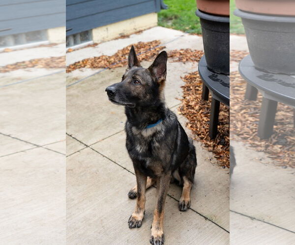 Medium Photo #3 German Shepherd Dog Puppy For Sale in Princeton, MN, USA