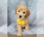 Small Goldendoodle (Miniature)