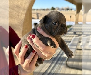 Medium French Bulldog