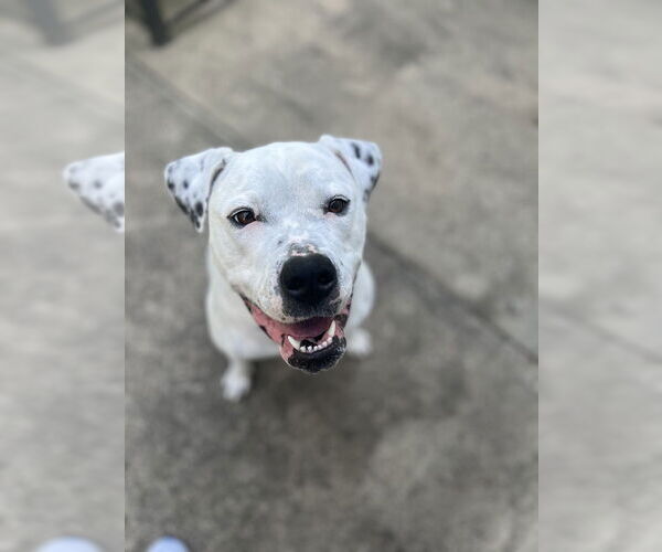 Medium Photo #1  Puppy For Sale in , 