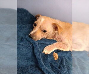 Chihuahua Dogs for adoption in San Bernardino, CA, USA