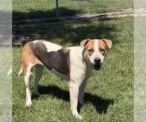 Labrador Retriever-Unknown Mix Dogs for adoption in Conroe, TX, USA