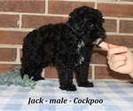 Image preview for Ad Listing. Nickname: Jack