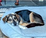 Small Photo #17 Beagle-Unknown Mix Puppy For Sale in Oakhurst, NJ, USA