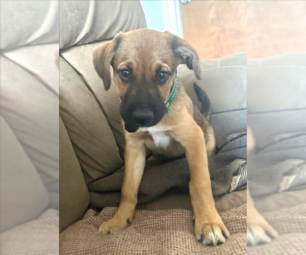 Medium Photo #2 Black Mouth Cur-Labrador Retriever Mix Puppy For Sale in Magnolia Springs, AL, USA
