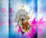 Small Photo #8 Goldendoodle Puppy For Sale in McKinney, TX, USA