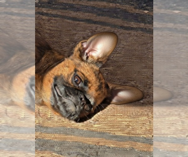 Medium Photo #2 Brussels Griffon Puppy For Sale in SCOTTSDALE, AZ, USA