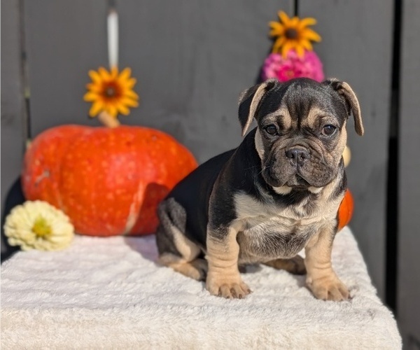 Medium Photo #1 French Bulldog Puppy For Sale in GOSHEN, IN, USA