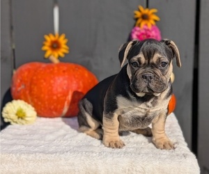 Medium French Bulldog
