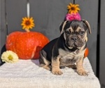 Puppy Helix French Bulldog