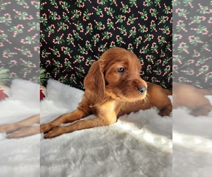 Irish Setter Puppy for sale in CANDIA, NH, USA