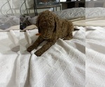 Small Photo #15 Poodle (Standard) Puppy For Sale in BARTLETT, TX, USA