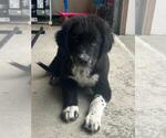 Puppy 1 Anatolian Shepherd-Dalmatian Mix