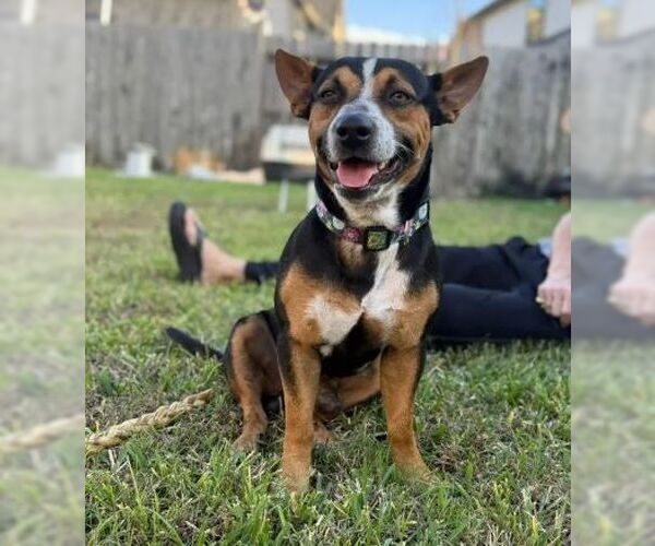 Medium Photo #9 Mutt Puppy For Sale in Boonton, NJ, USA