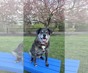 Ollie (Noah) Alabama - Male Beagle-Unknown Mix Dog for Adoption - Photo #8