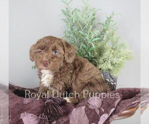 Poodle (Toy) Puppy for sale in LE MARS, IA, USA