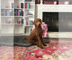 Father of the Goldendoodle puppies born on 09/19/2026
