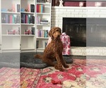Small Photo #1 Goldendoodle Puppy For Sale in CINCINNATI, OH, USA