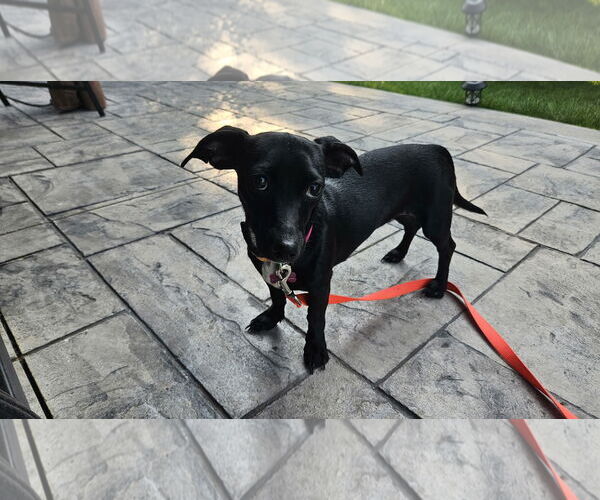 Medium Photo #1 Dachshund-Unknown Mix Puppy For Sale in Plainfield, IL, USA