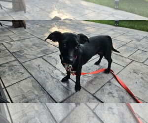 Dachshund-Unknown Mix Dogs for adoption in Plainfield, IL, USA