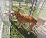 Small Carolina Dog Mix