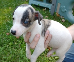 Whippet Puppy for sale in CINCINNATI, OH, USA
