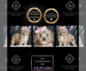 Poodle (Toy) Puppy for sale in WARSAW, IN, USA