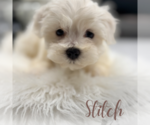 Small #1 Maltese