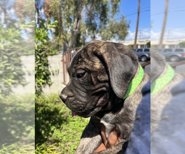 Medium Photo #1 Bullmastiff Puppy For Sale in LOS ANGELES, CA, USA