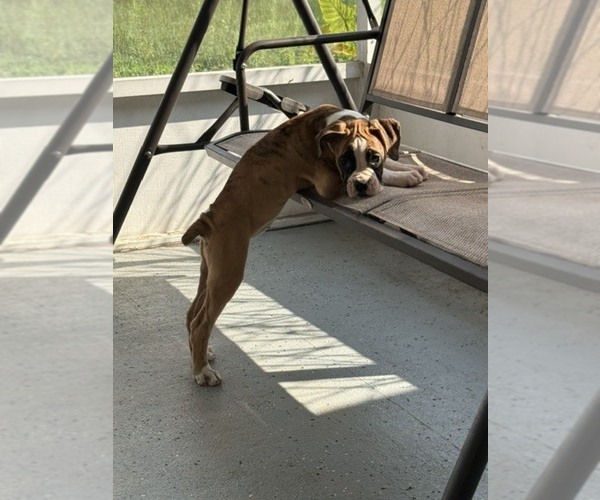 Medium Photo #9 Boxer Puppy For Sale in KISSIMMEE, FL, USA