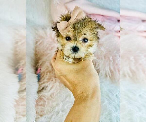 Medium Photo #23 Maltese Puppy For Sale in JACKSONVILLE, FL, USA