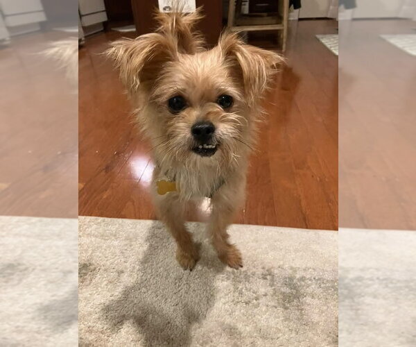 Medium Photo #4 Mutt Puppy For Sale in Mundelein, IL, USA