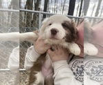 Small #7 Border Collie