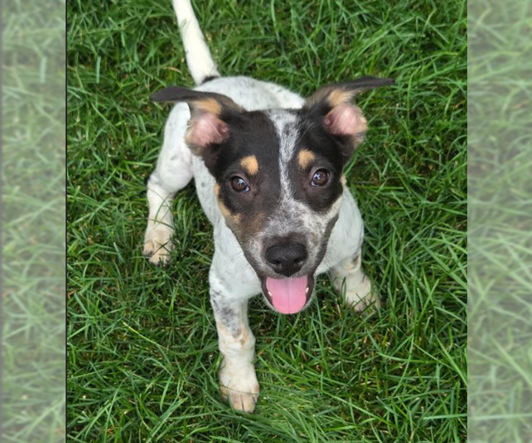 Medium Photo #1 Mutt Puppy For Sale in Brooklyn Center, MN, USA