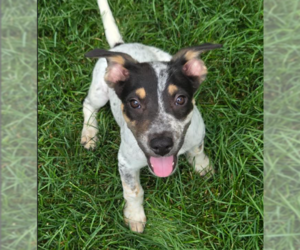 Mutt Dogs for adoption in Brooklyn Center, MN, USA