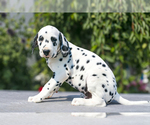 Puppy Sunny Dalmatian