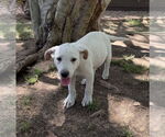 Small #2 Labrador Retriever Mix