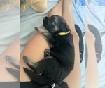 Small #4 German Shepherd Dog